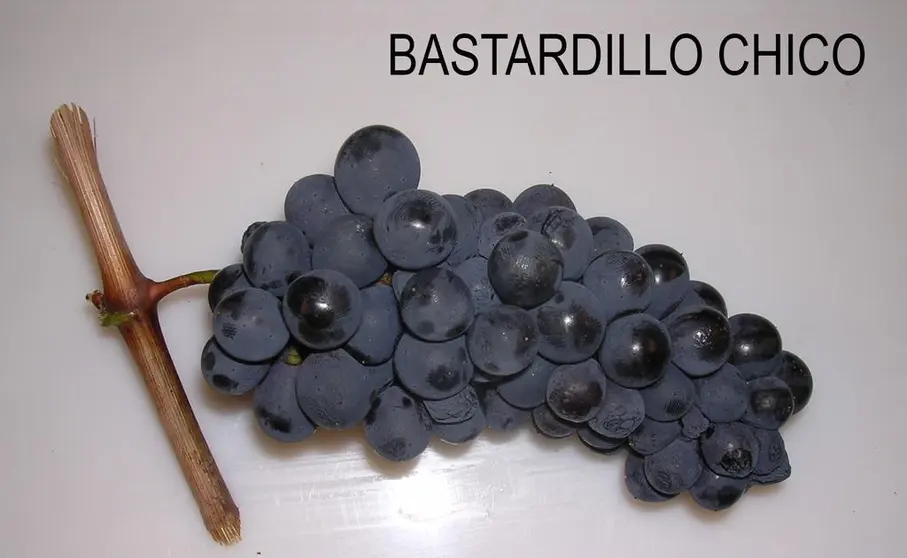 Uva variedad Bastardillo chico