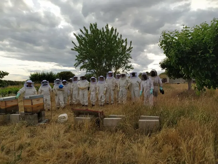 Curso apicultura