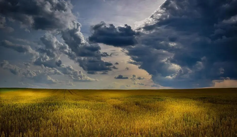 campo