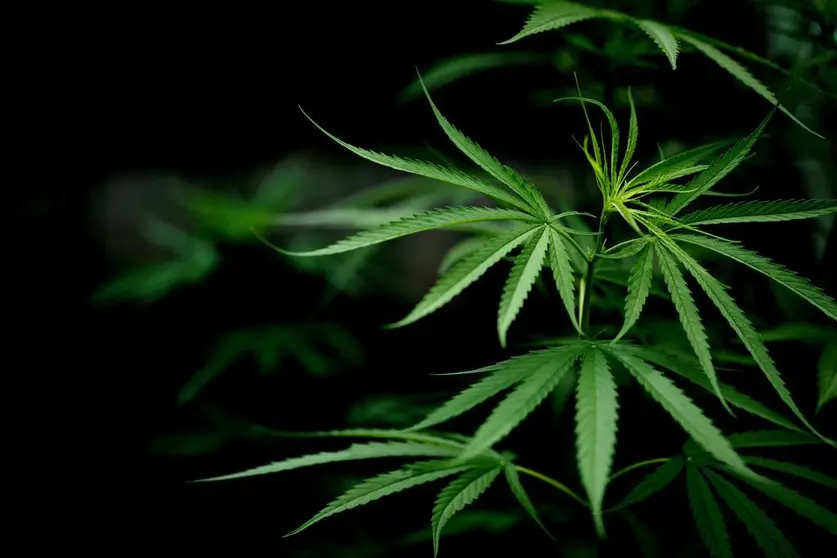 Cannabis