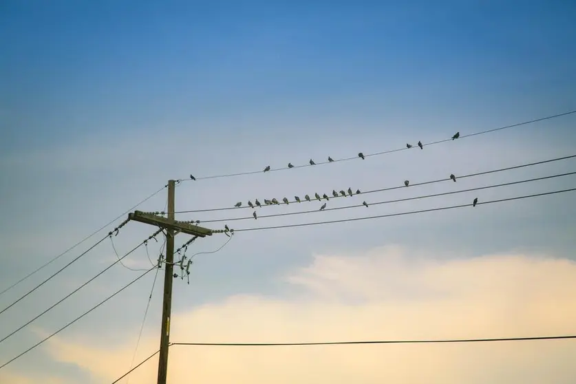 Aves tendidos eléctricos