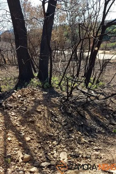Los helechos comienzan a nacer en una Sierra de la Culebra calcinada