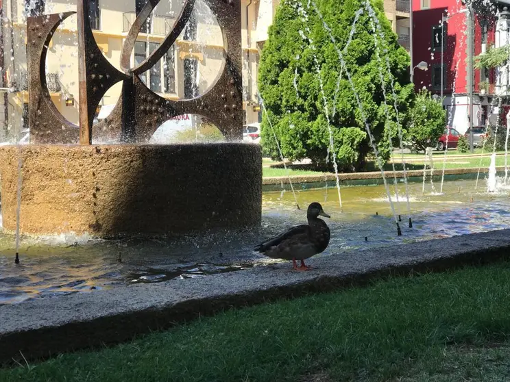 Pato fuente Zamora