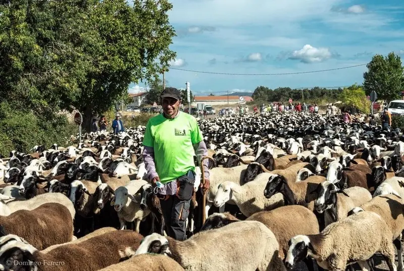 Pastor transhumante con sus ovejas