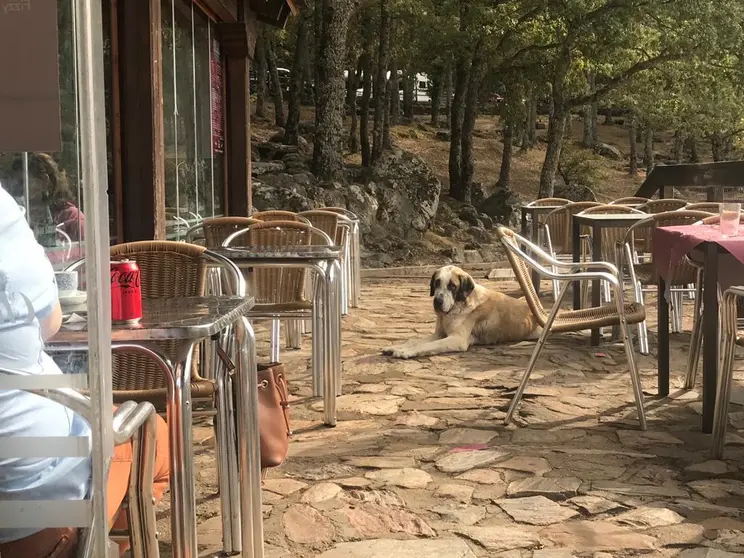 Los mastines en la zona del Lago de Sanabria