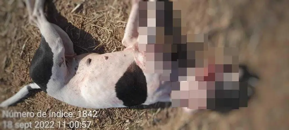 Perro muerto imagen de Prote Animales Zamora