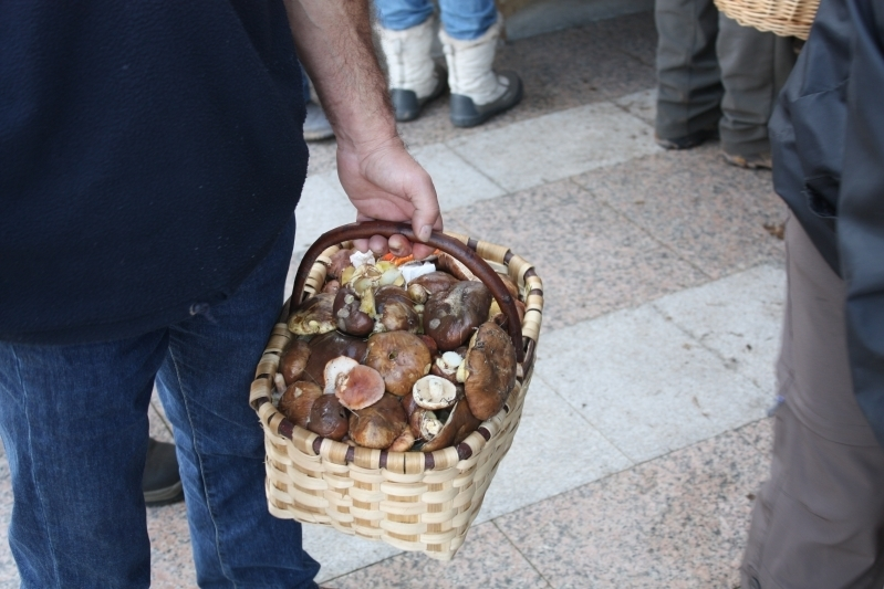 /images/Provincia/2013/Aliste/setas_rabanales.JPG