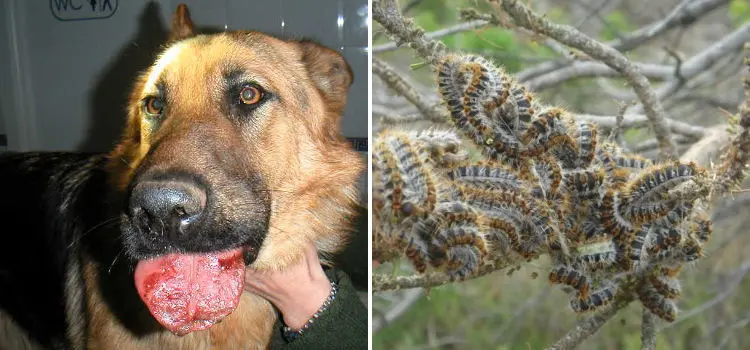 /images/Sintomas-picadura-oruga-procesionaria-perros.jpg