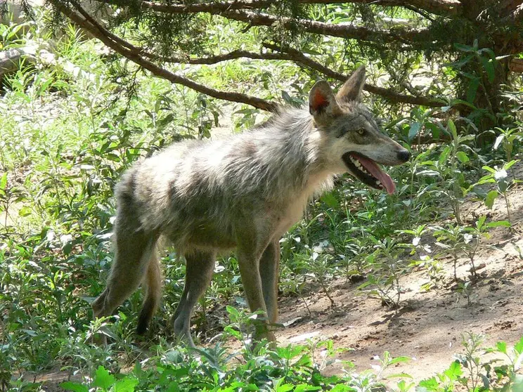 Un ejemplar de lobo