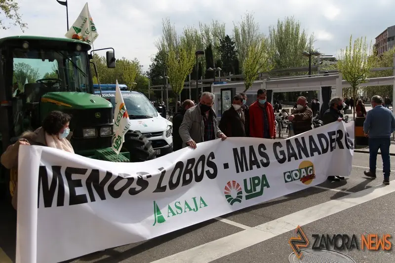 lobo manifestación zamora (1)