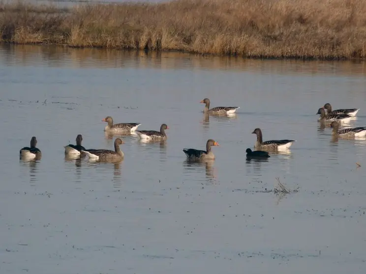 Lagunas de Villafáfila