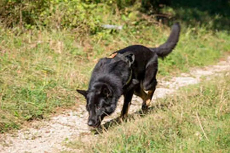 Un perro del Ejército tras un rastro en el campo. Foto ejercito.defensa.gob.es