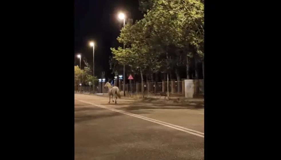 Caballo suelto por la avenida de Requejo