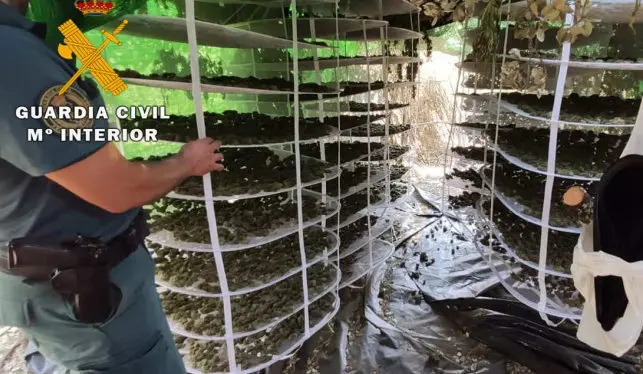 Plantación de marihuana en La Carballeda