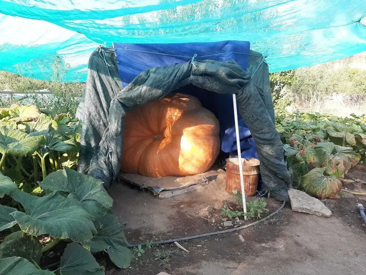 Imagen de la calabaza de 700 kilos cultivada en Fermoselle. Fotografía: CEDIDA