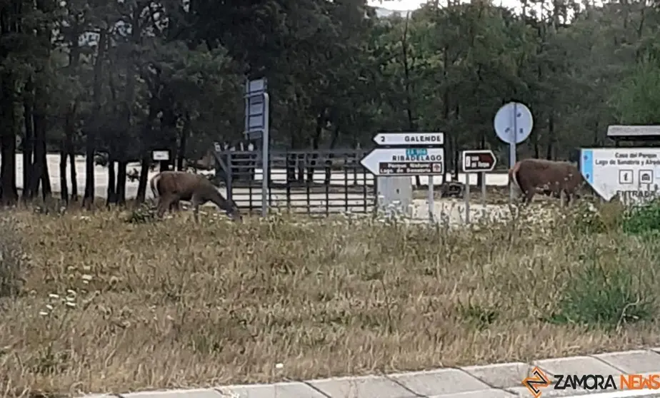 ciervos ya casi domésticos