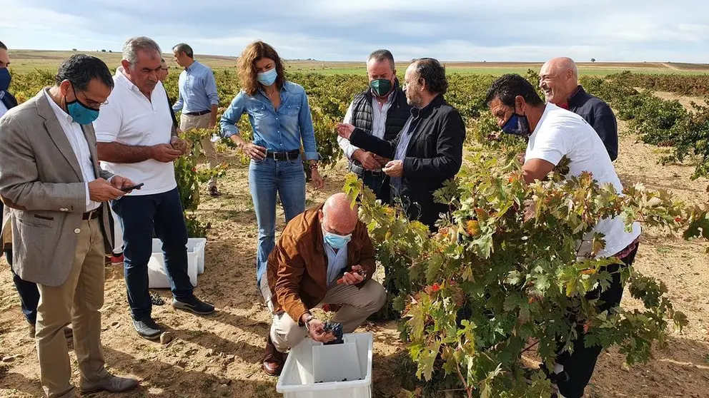 El consejero de Agricultura en un viñedo de El Pego