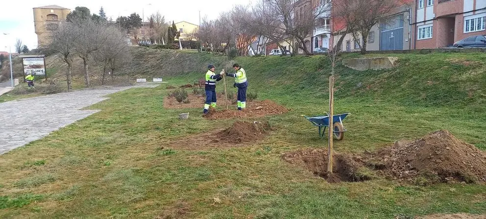 Replantación en los anexos al Parador de Turismo de Benavente