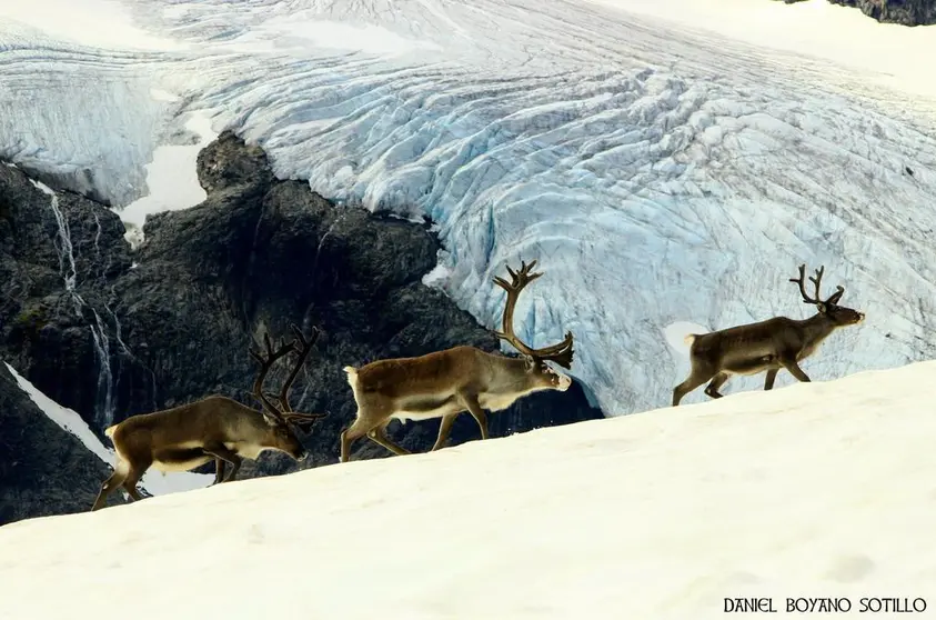 Exposición de Daniel Boyano "Animales del Mundo"