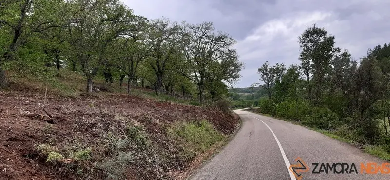 Castaños en la carretera que une Trabazos y Nuez de Aliste. Foto cedida