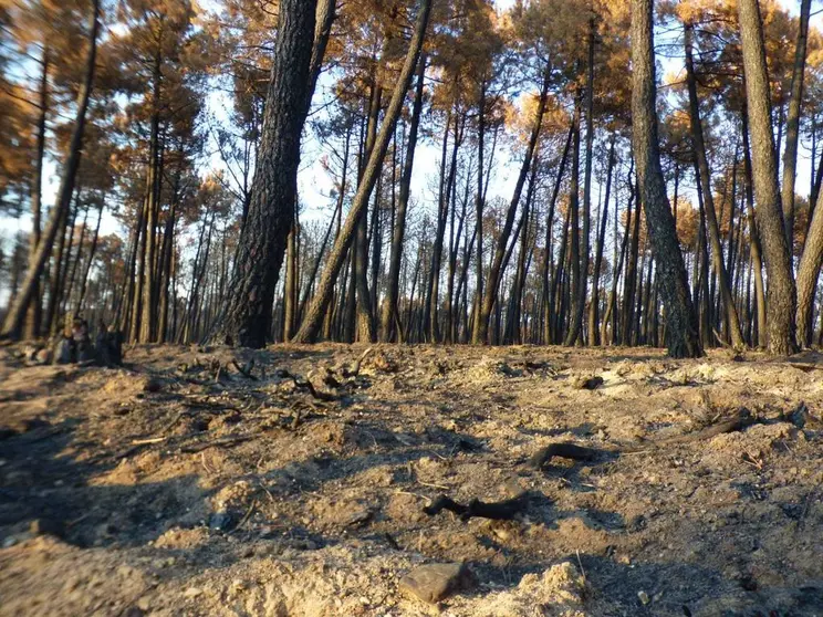 Sierra de la Culebra, arrasada por los incendios