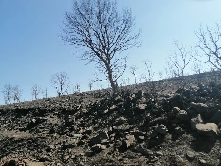 La Sierra de la Culebra, tras el incendio