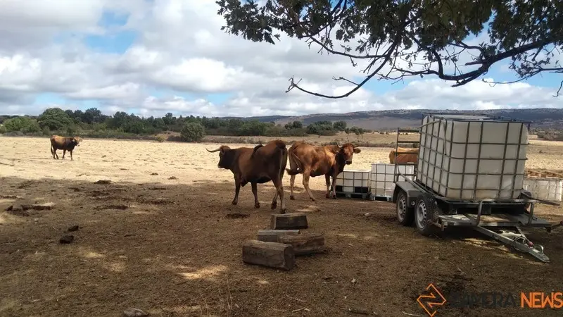 Vacas en Sesnández de Tábara. Foto archivo