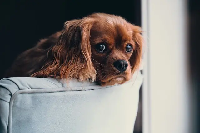 Perro en casa