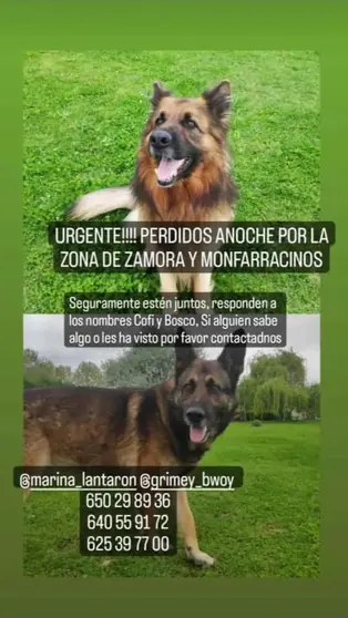 Perros perdidos. Cartel