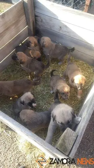 Los cachorros abandonados