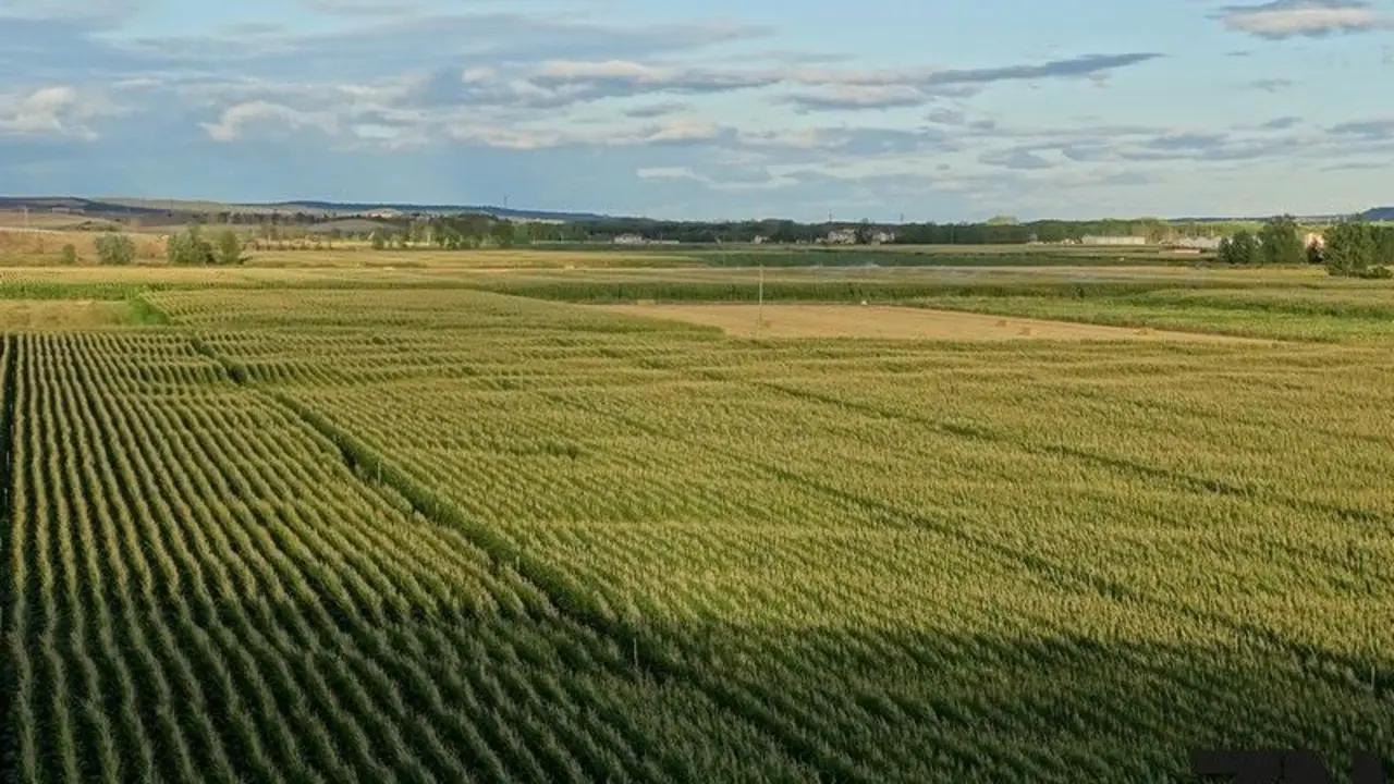 Campo de cereal