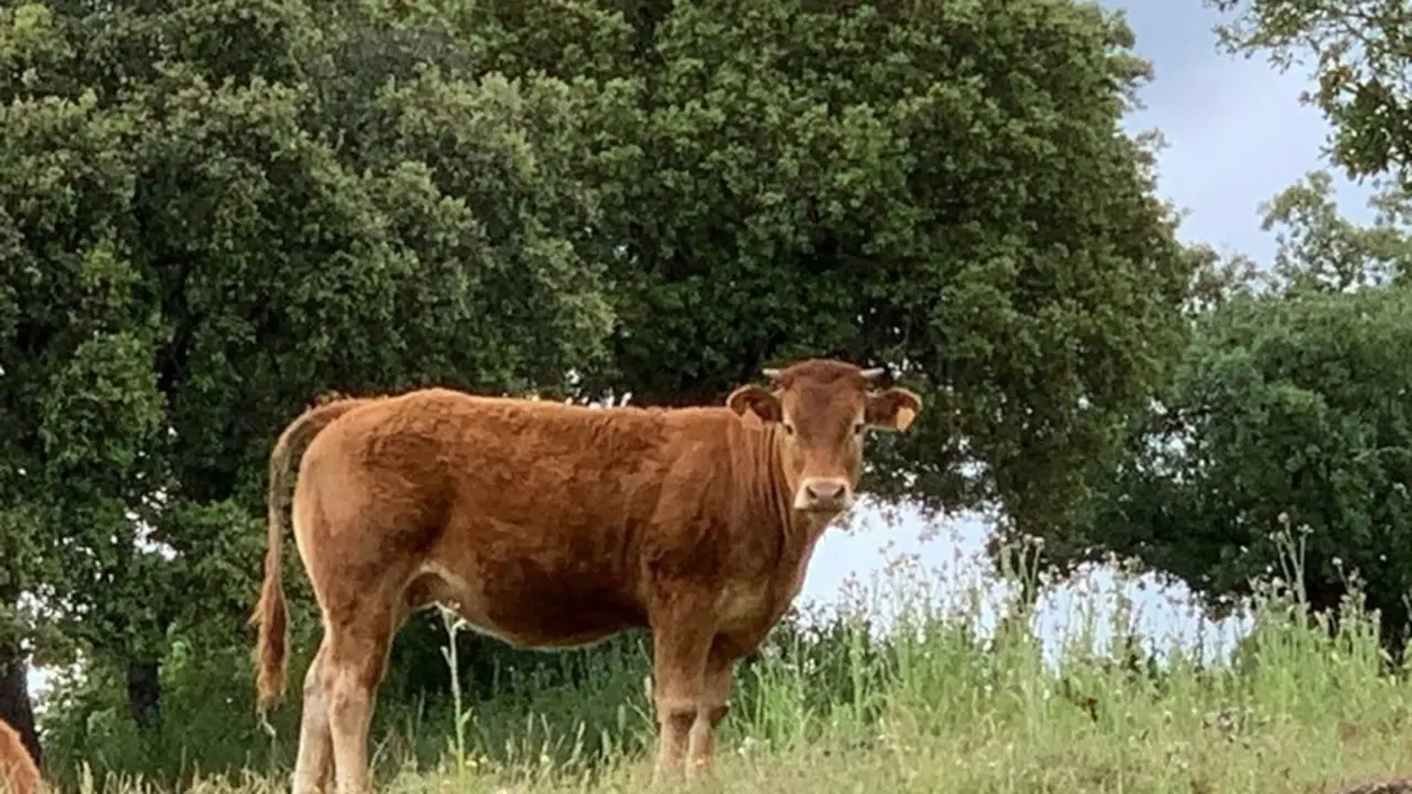 Vacas Explotaci&oacute;n