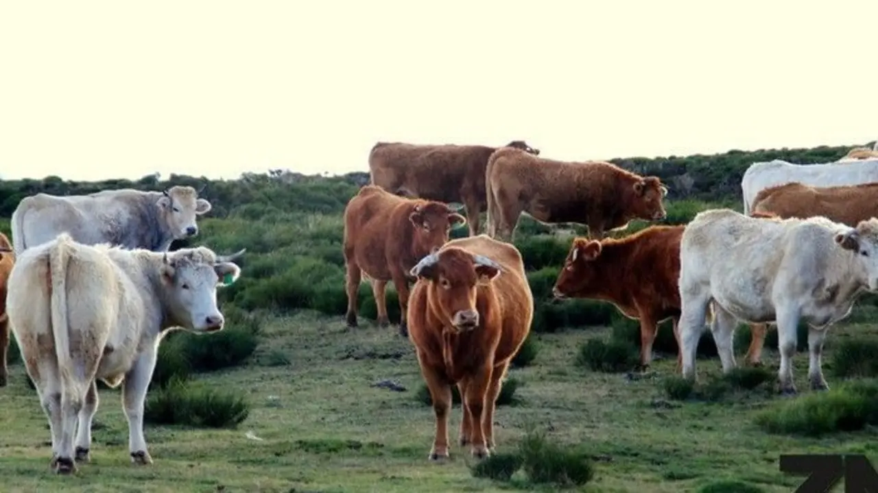 vacas