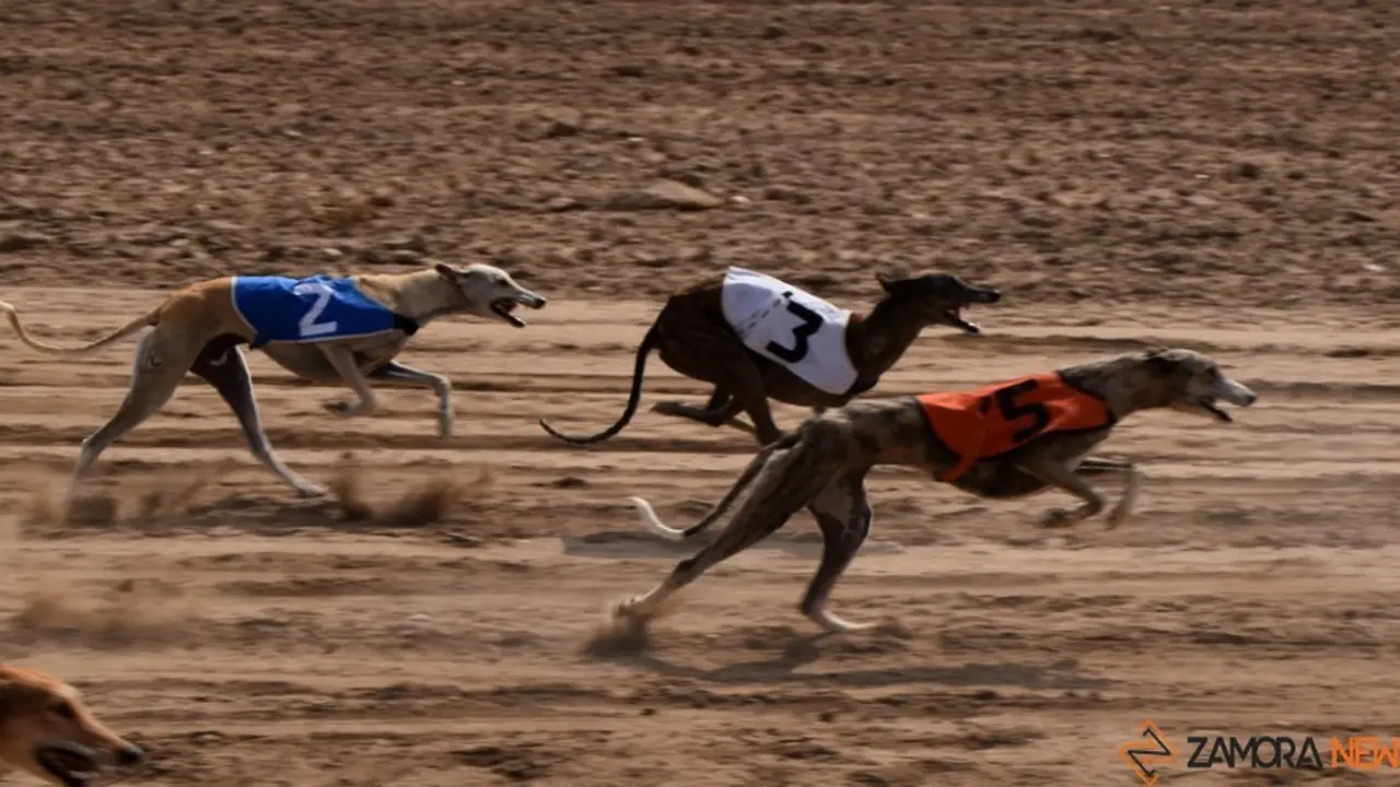 galgos carrera 12 - copia