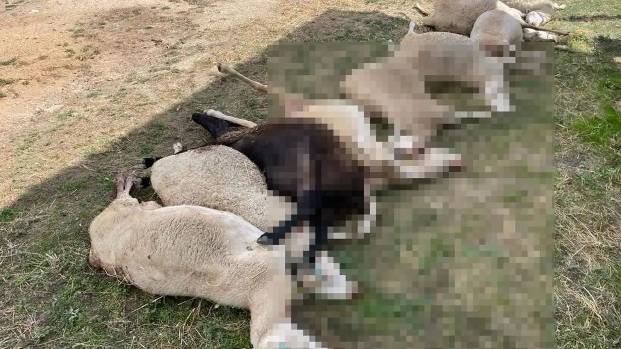 Imagen de archivo de ovejas muertas por el ataque del lobo