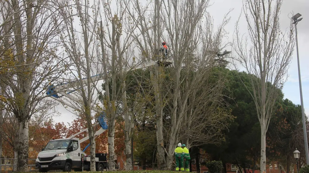 Trabajadores municipales realizando labores de poda en el parque Le&oacute;n Felipe