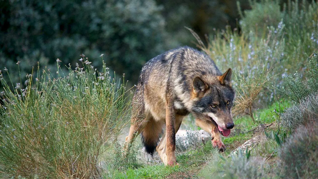 Lobo ib&eacute;rico