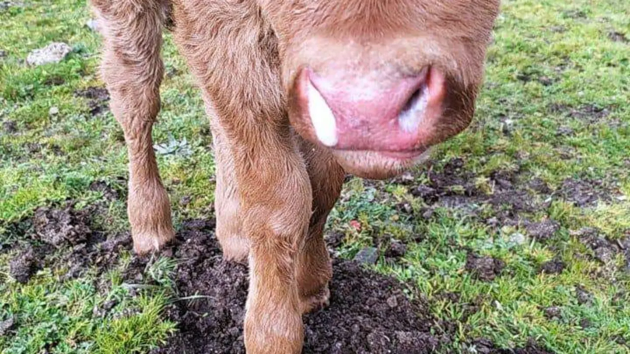 Caba&ntilde;a bovina afectada por la EHE. Fotograf&iacute;a: Asociaci&oacute;n de Ganaderos 19 de Abril