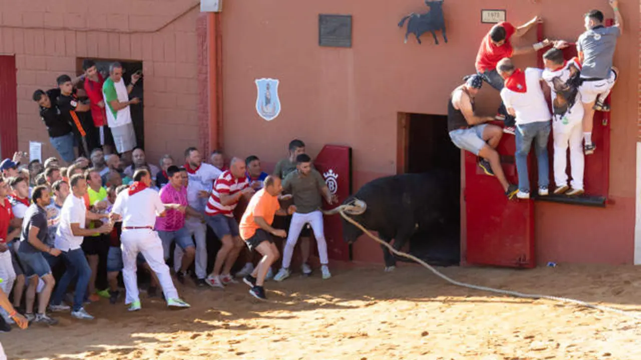 comediante interbenavente toro enmaromado