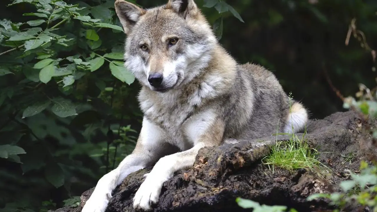 Imagen de archivo de un lobo