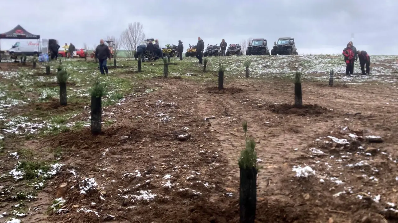 pinos y almendros plantados en Vadillo