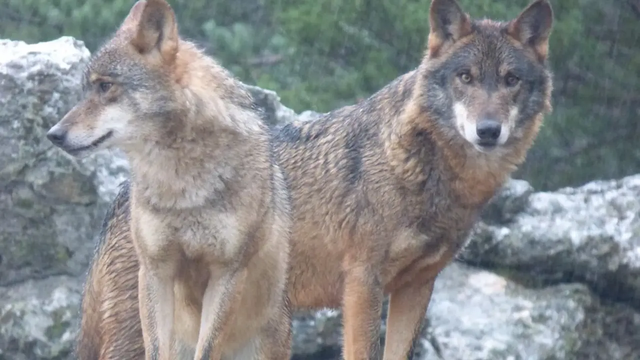 Lobos en Robledo. Foto de archivo