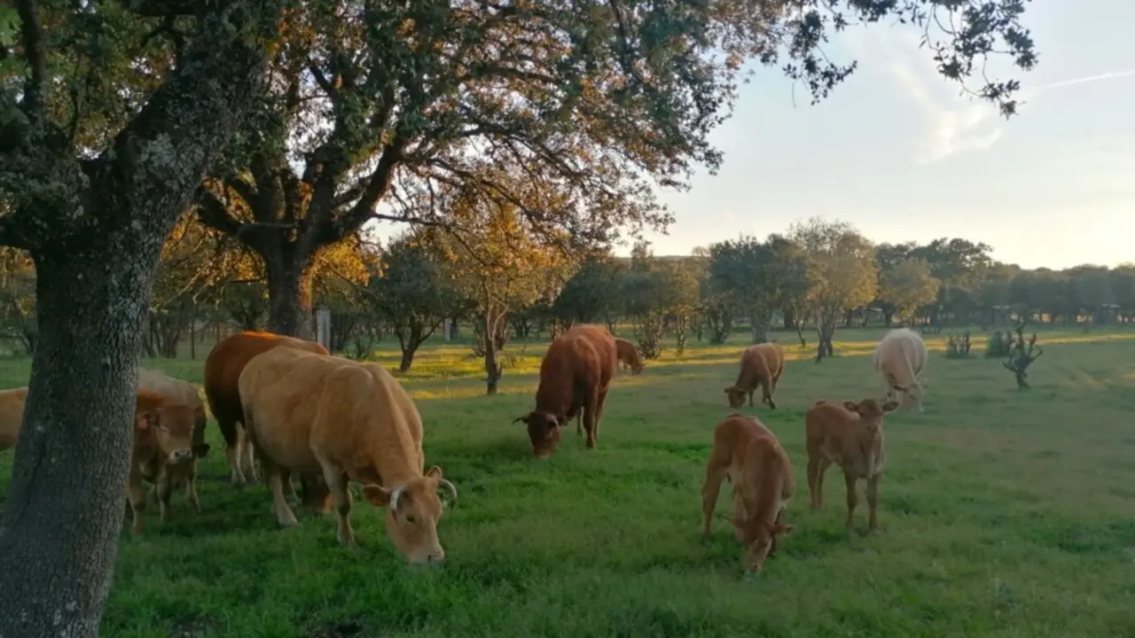 vacas grisuela