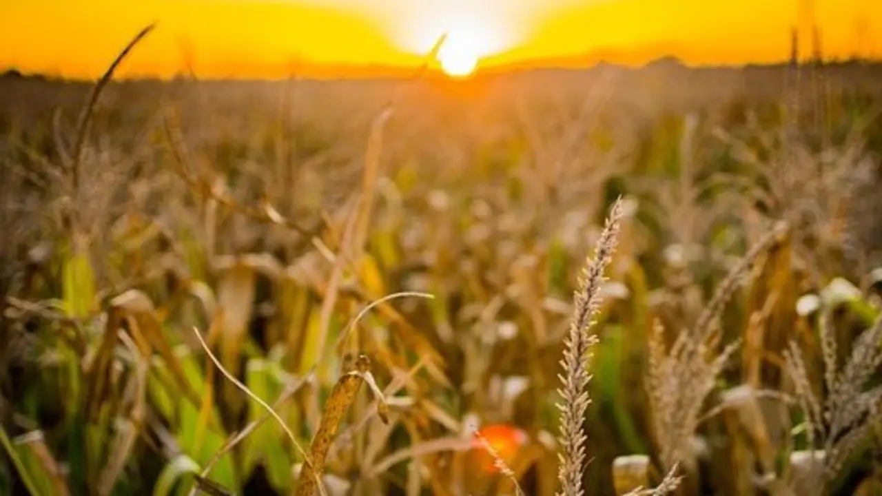 sector agroalimentario
