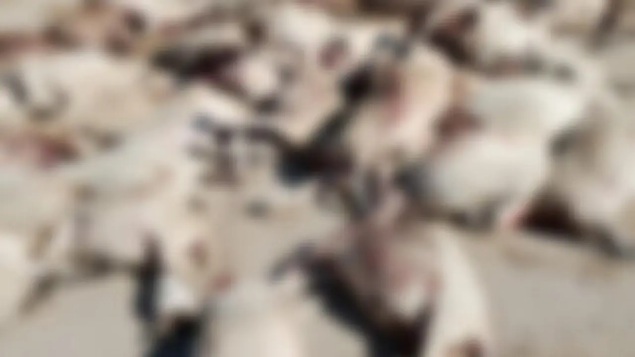 Ataque de Lobos en Almeida de Sayago - imagen archivo