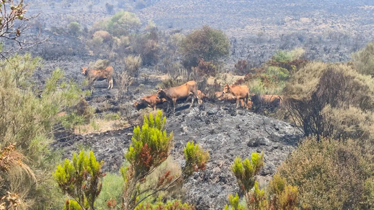 Imagen de archivo de un incendio en Sanabria