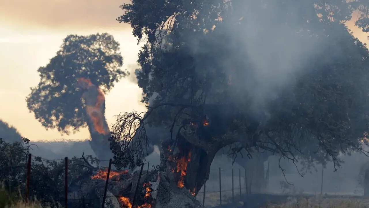 &aacute;rbol ardiendo Leal.jpg portada