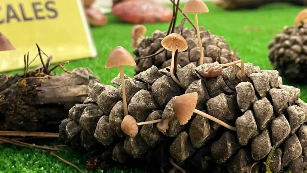 Exposición Micológica Zamora  _12