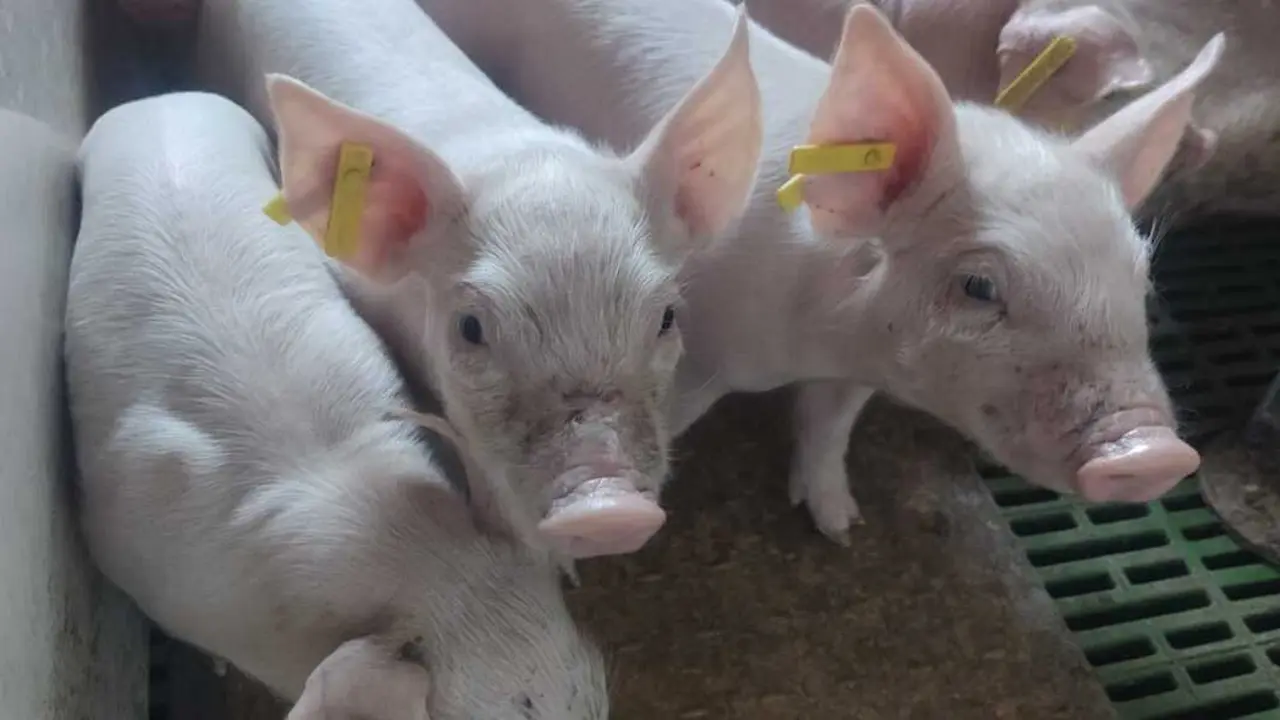 cochinillos salvación  (15)