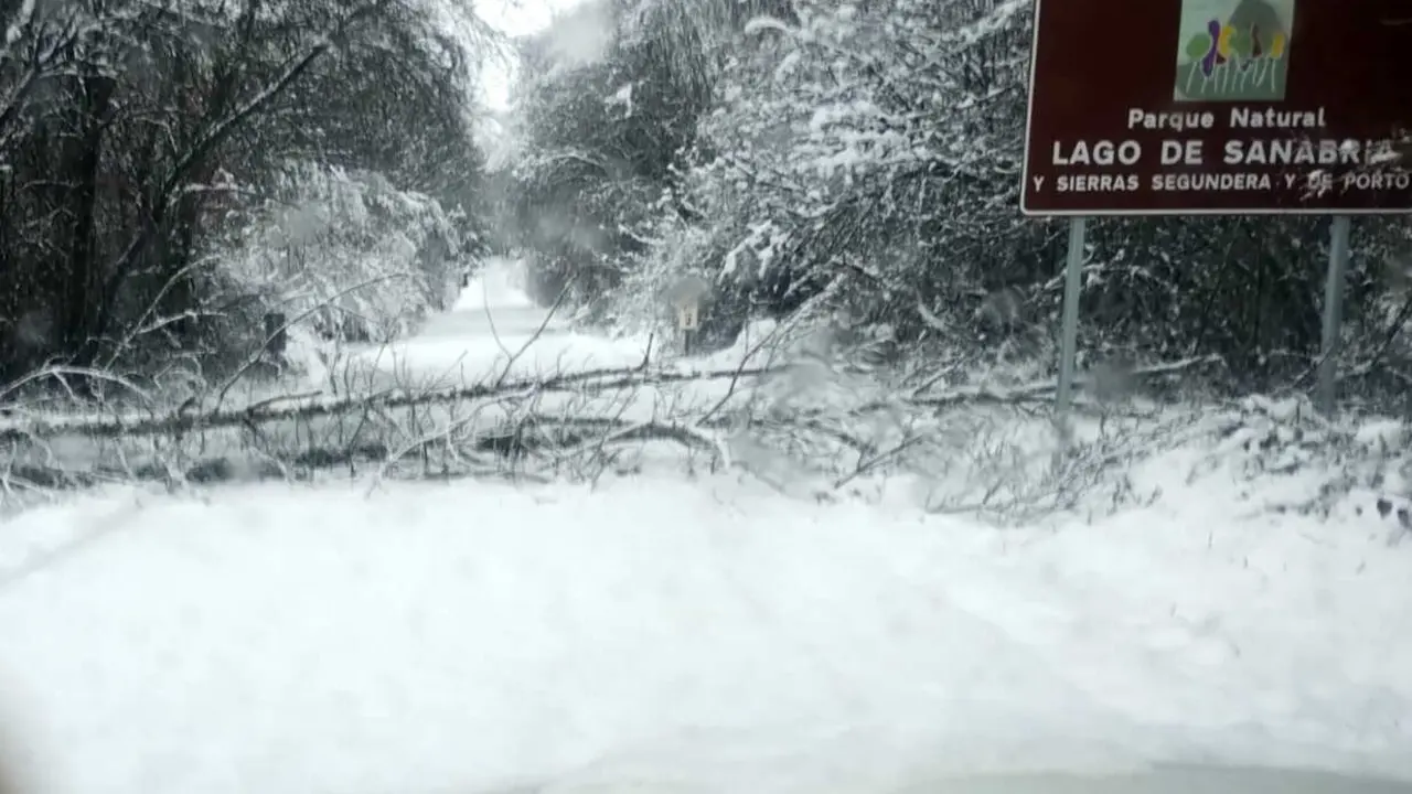 &aacute;rbol ca&iacute;do